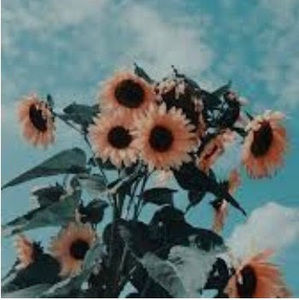 Meet your Posher, Ivy